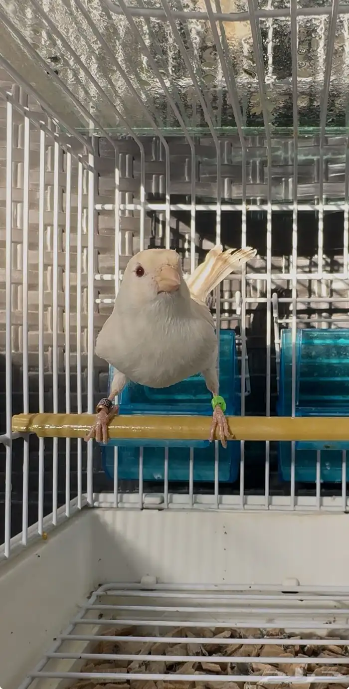 كناري ذكر ستانيت 3