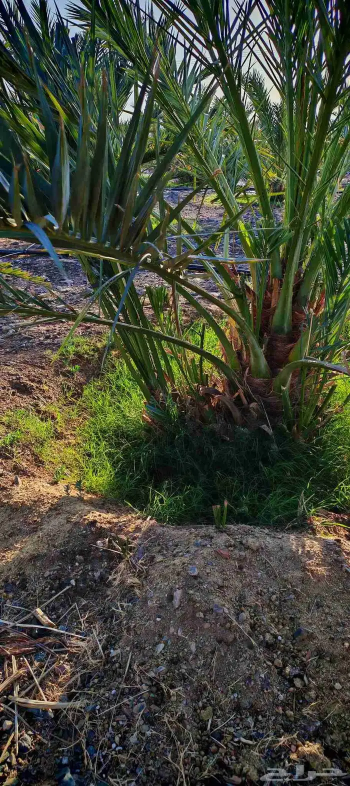 فسائل (صنو) فاخرة عجوة المدينة للبيع 4