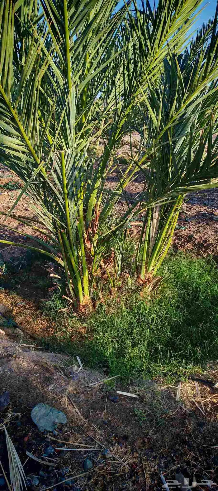 فسائل (صنو) فاخرة عجوة المدينة للبيع 2