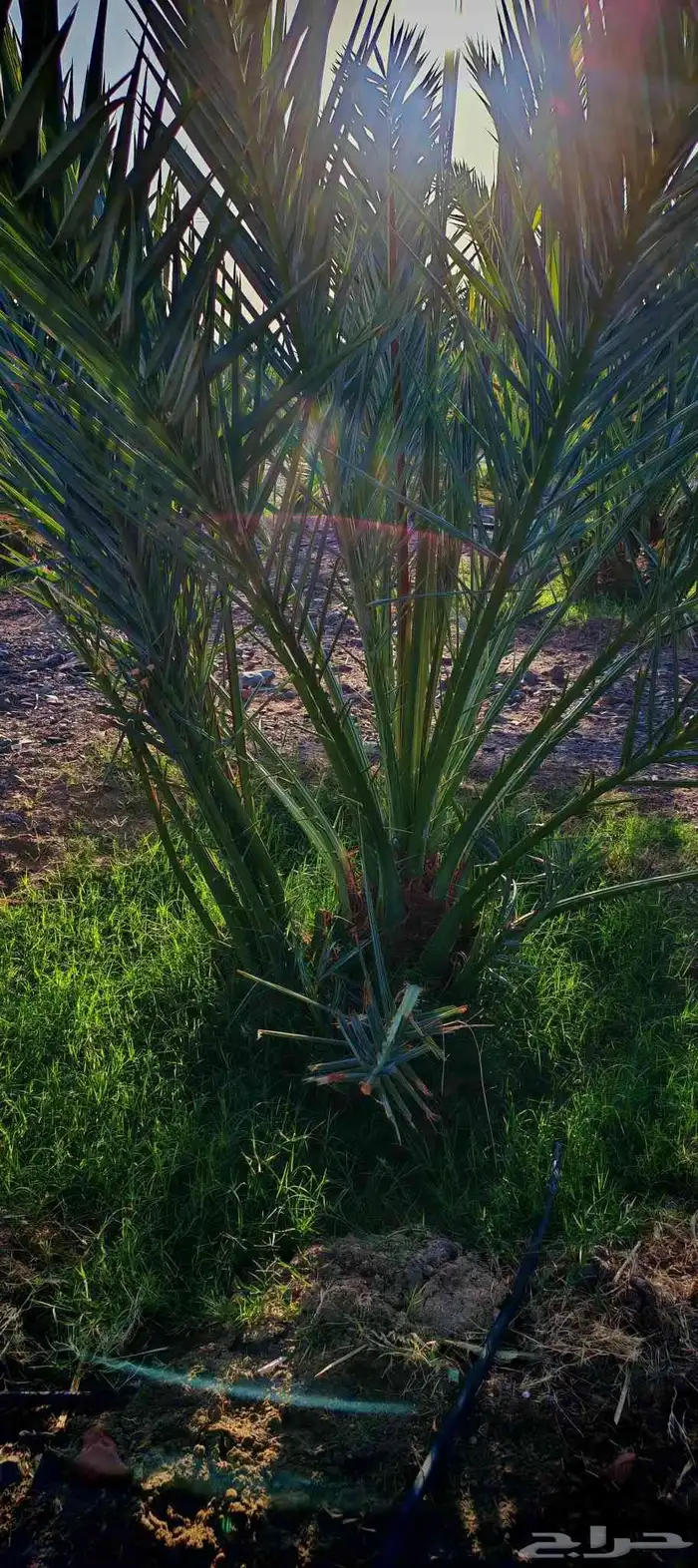 فسائل (صنو) فاخرة عجوة المدينة للبيع 1