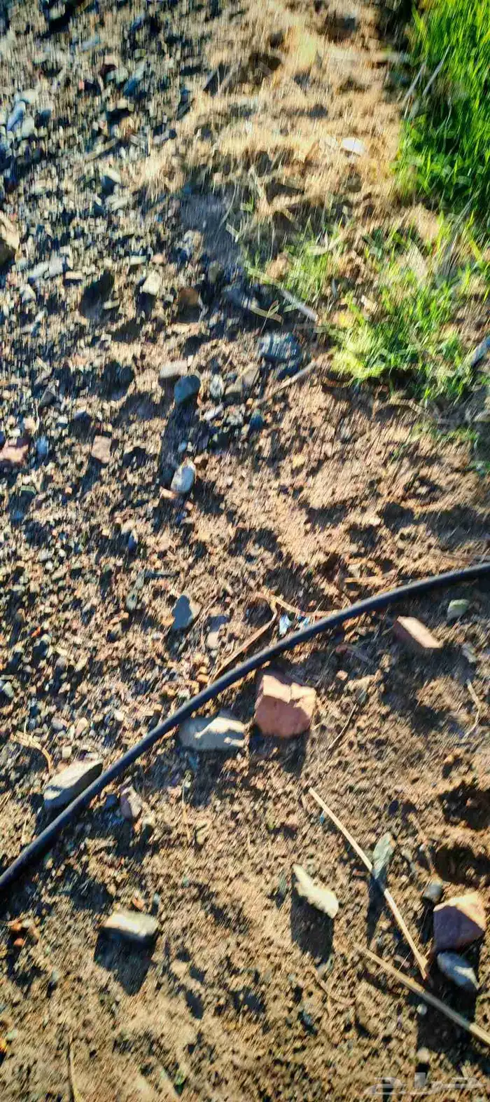 فسائل (صنو) فاخرة عجوة المدينة للبيع 0