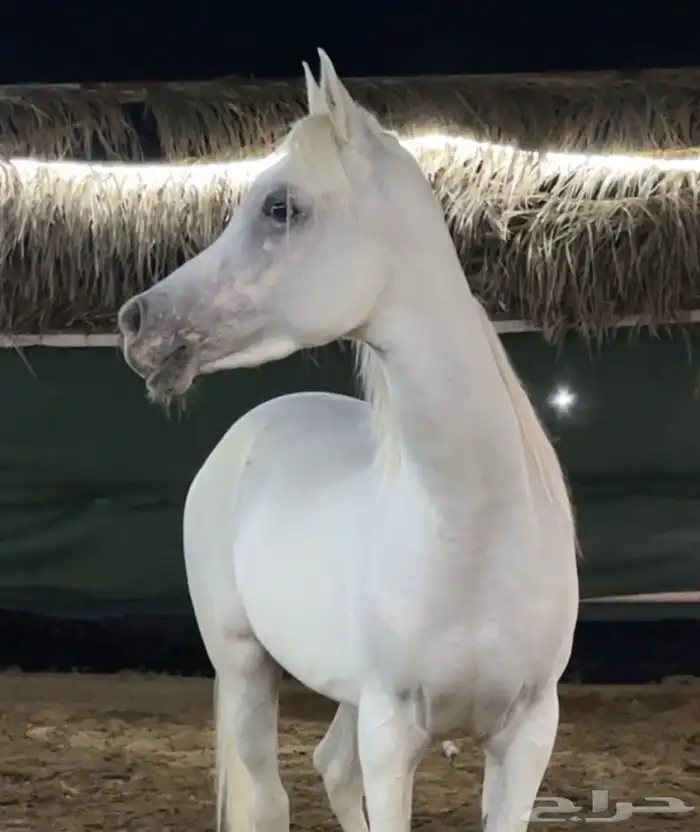 فرس جميله ولقاح 6 شهور 3