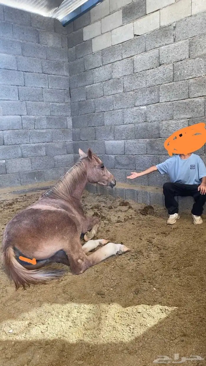 مهره عربيه 2