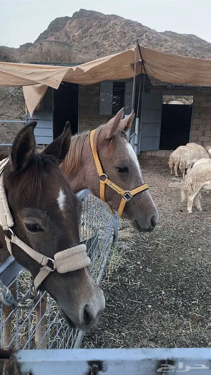 مهره عربيه 3