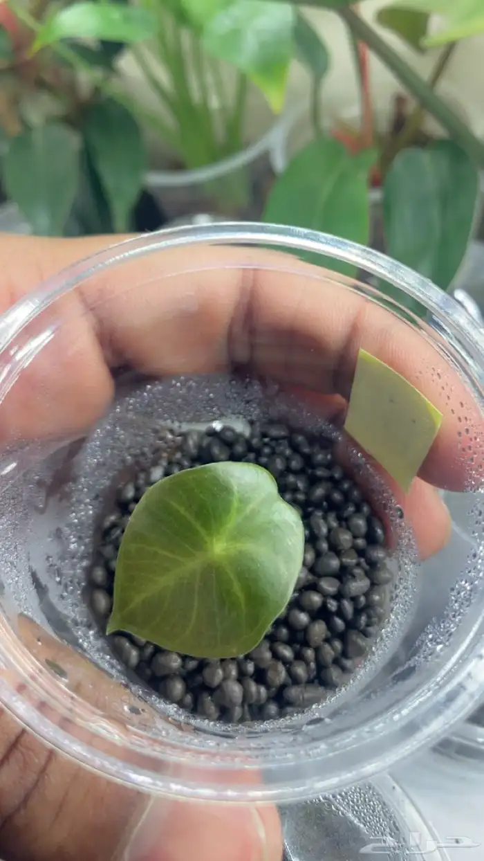 نبات الوكاسيا منوع درنات 11