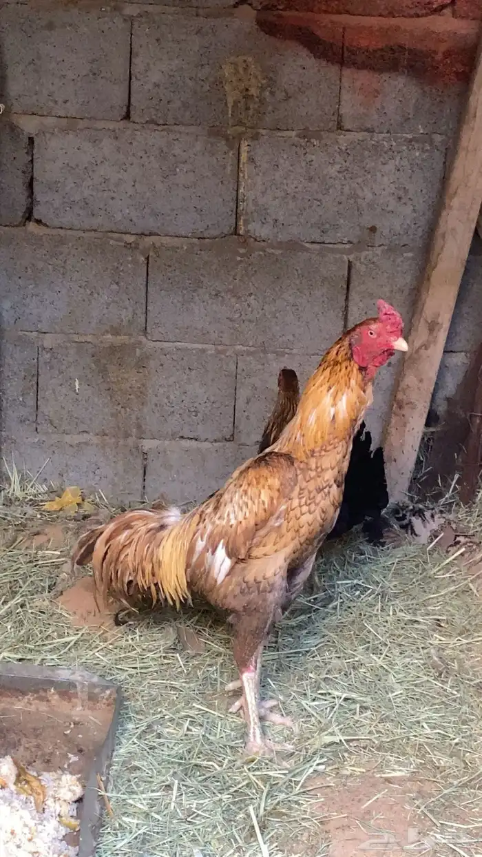 ديك باكستاني 0