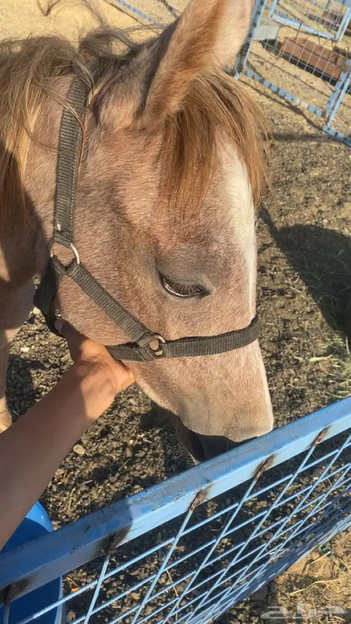 مهره و. مهر 4