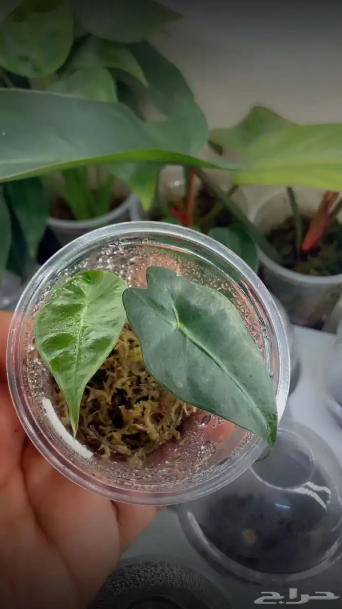 نبات الوكاسيا منوع درنات 12