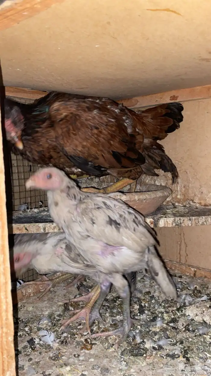 دجاج بكستاني 2