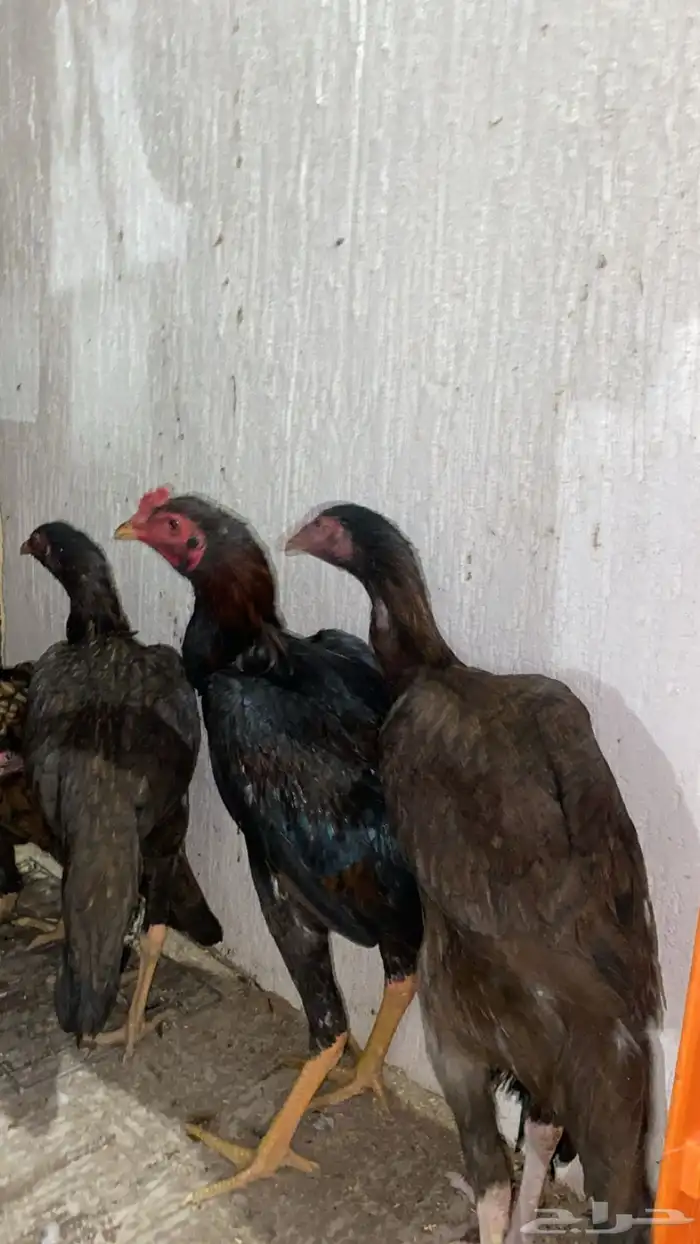 دجاج بكستاني 4