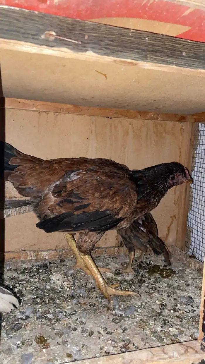 دجاج بكستاني 1