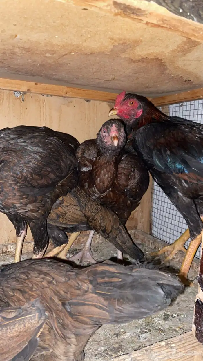 دجاج بكستاني 3