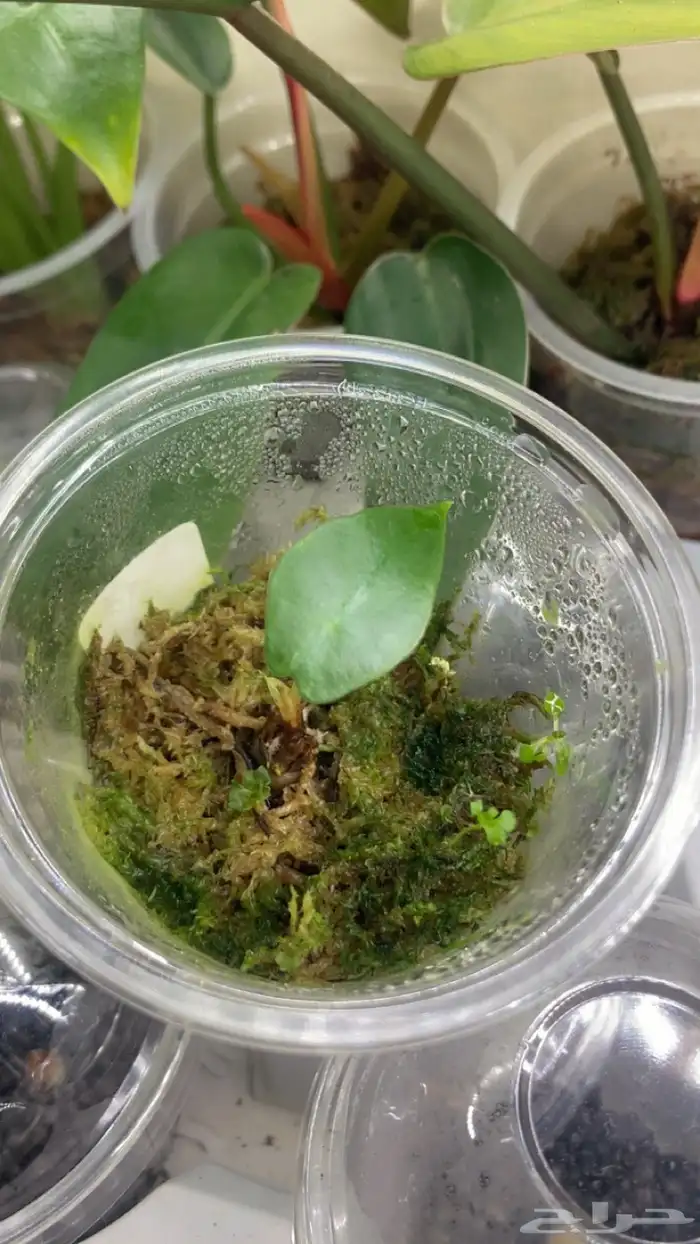 نبات الوكاسيا منوع درنات 13