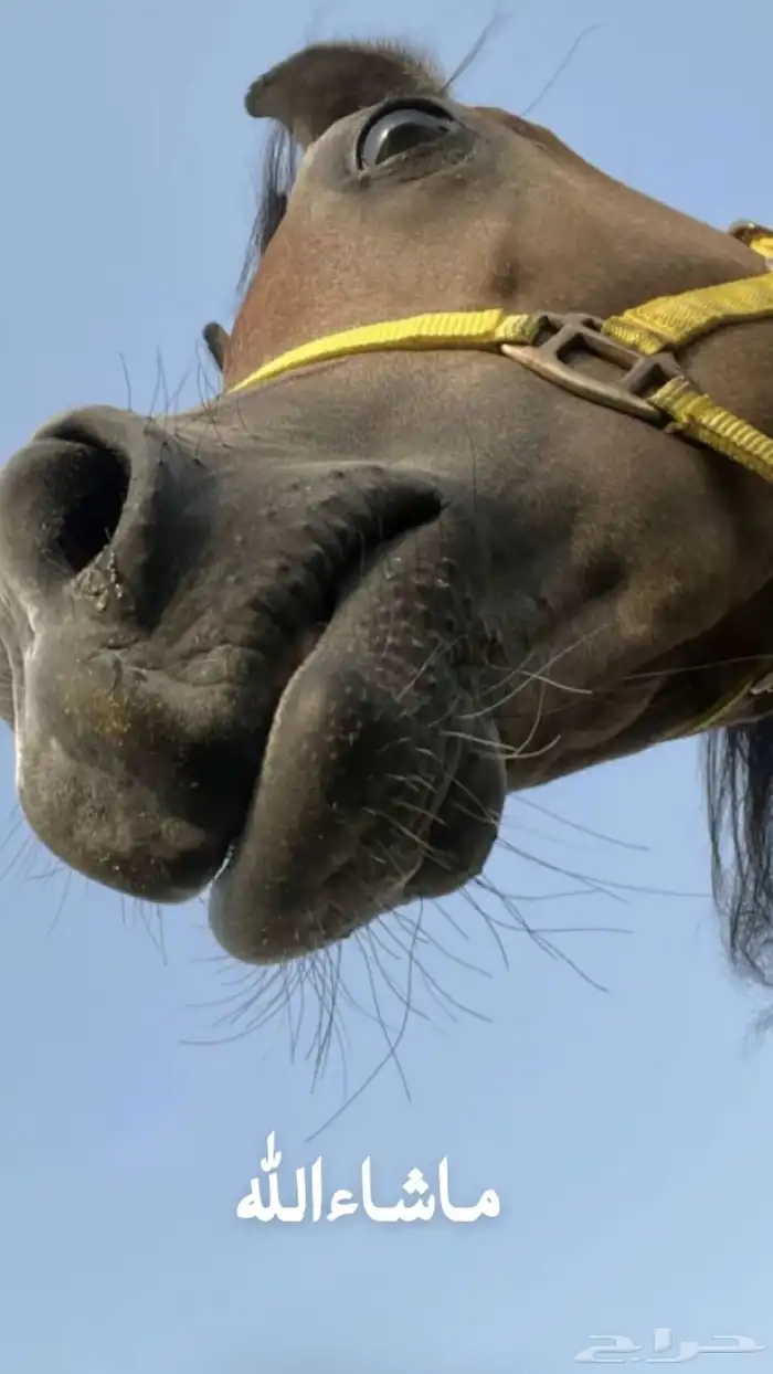 مهره و. مهر 1