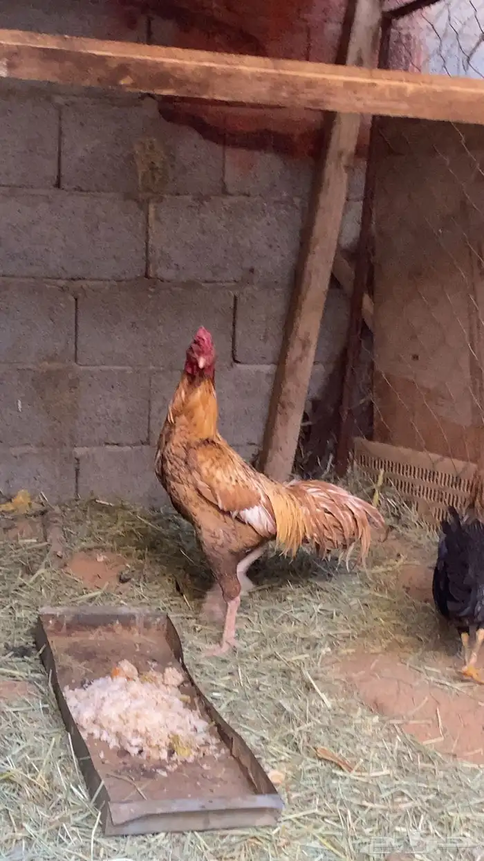 ديك باكستاني 1