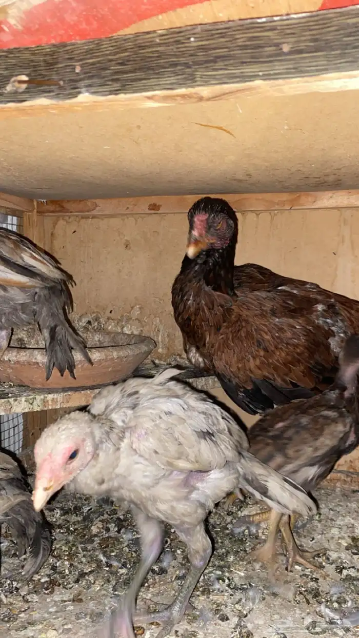 دجاج بكستاني 0