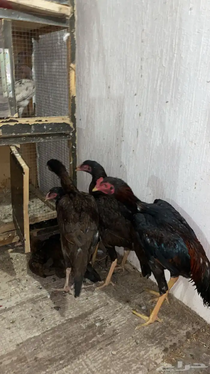 دجاج بكستاني 5