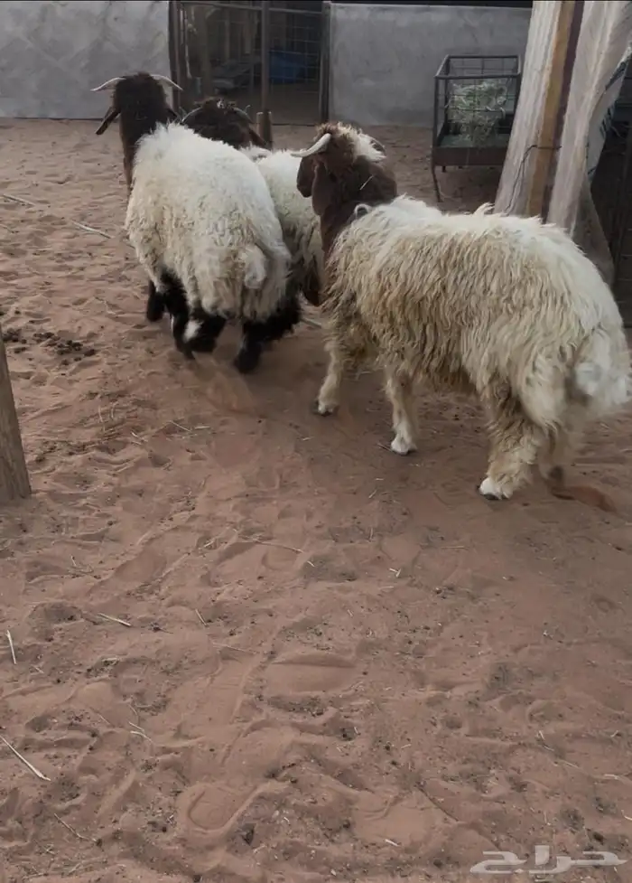 ذبايح ( رماح) (المزاين) 2