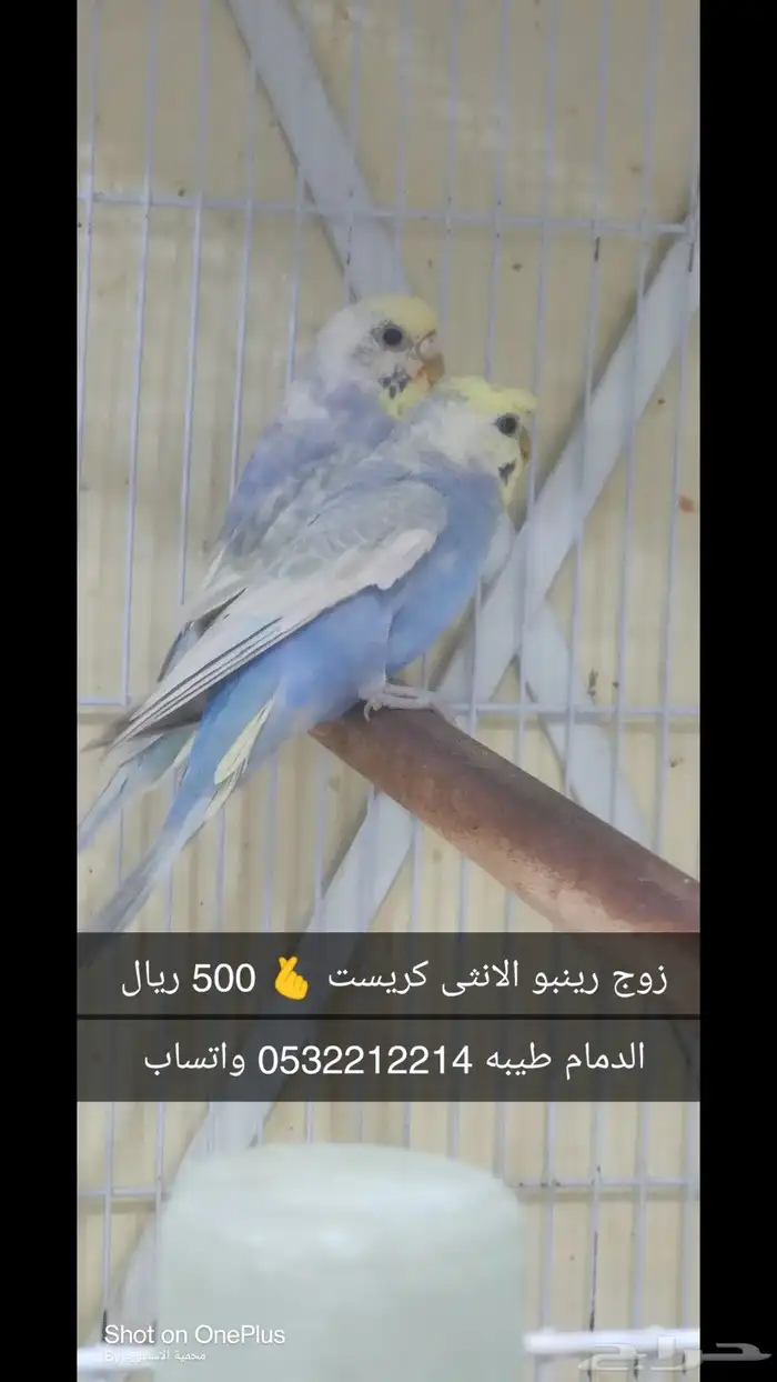 بادجي رينبو 1