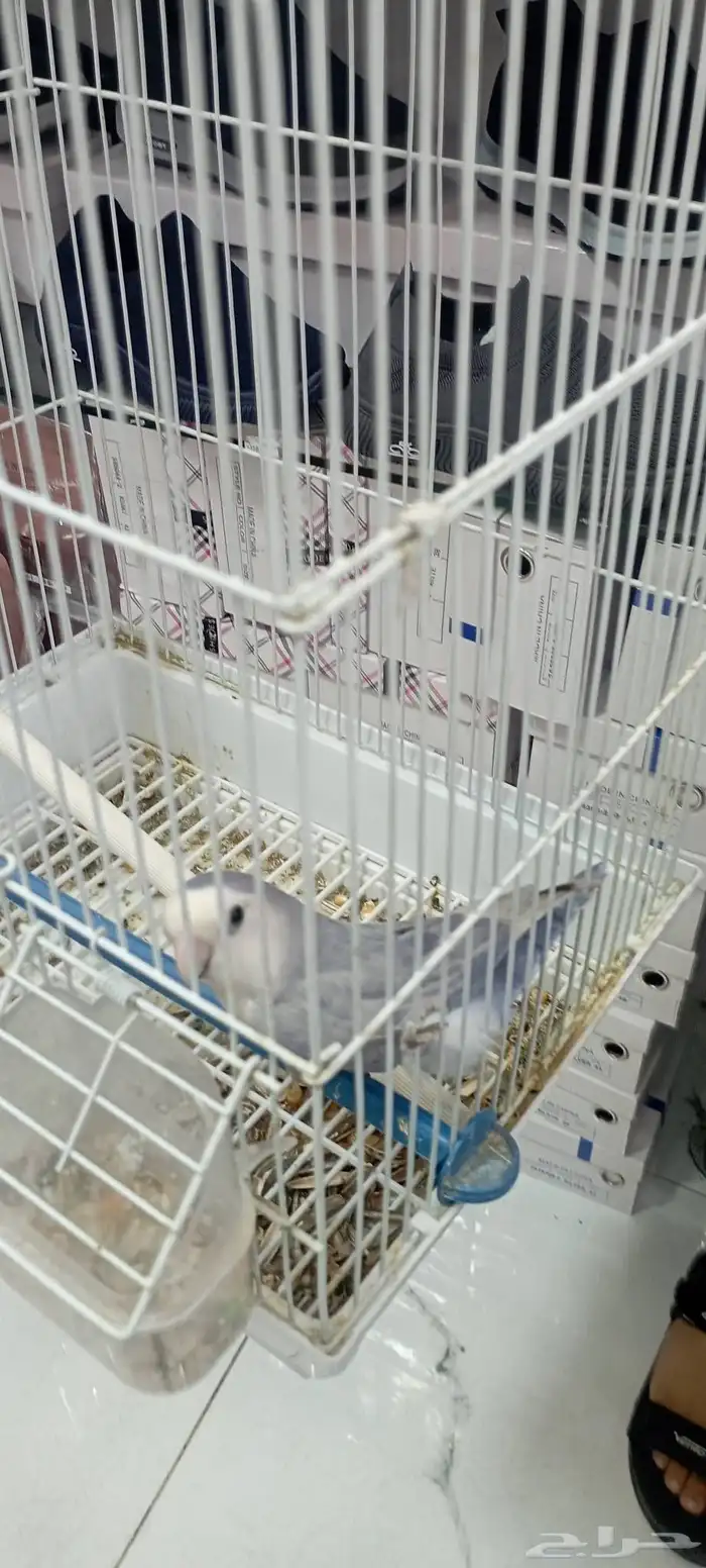 زوج روز وفارد 2