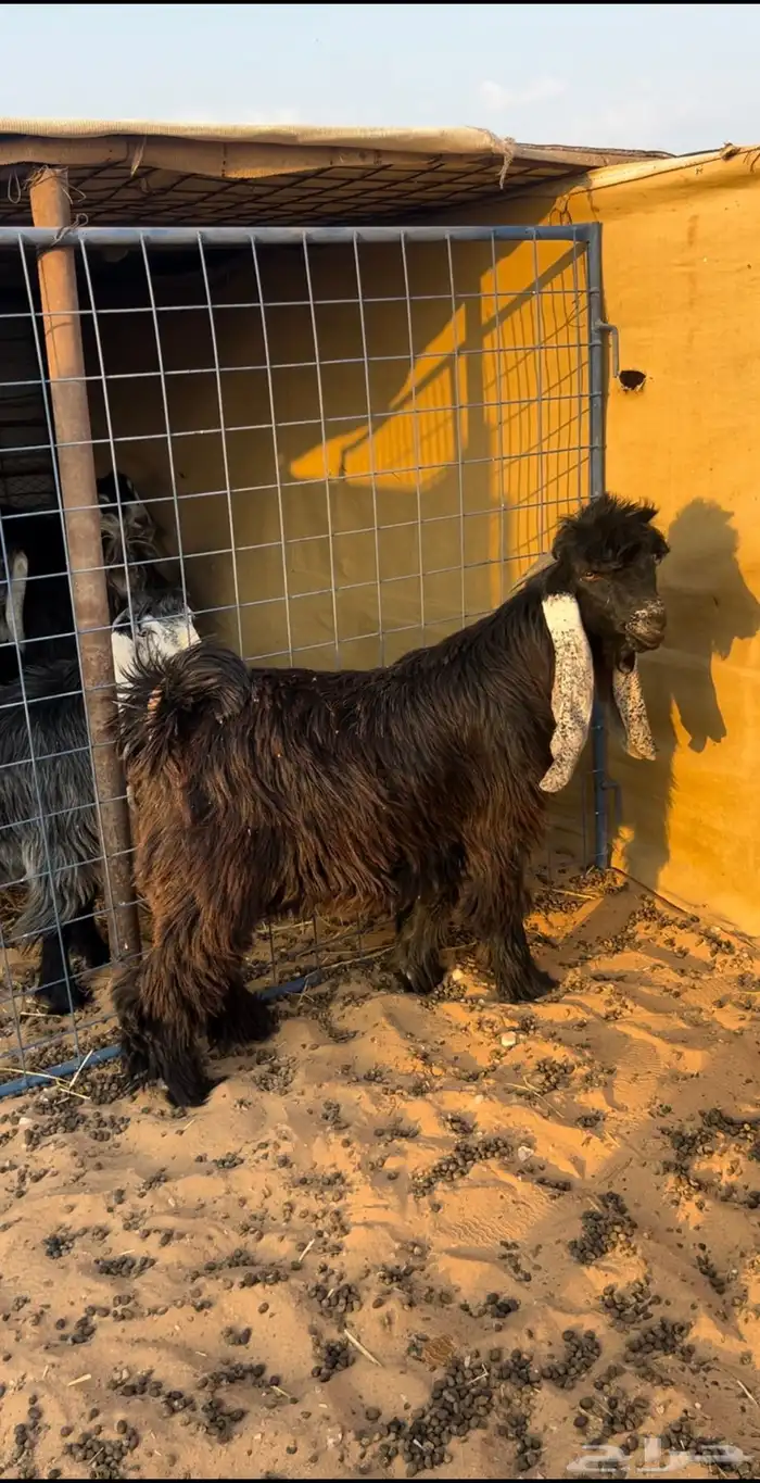 تيس عارضي خصم ادلم 0