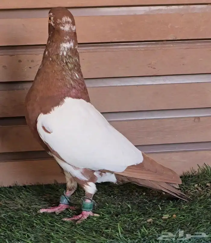 جوز دجي الماني قشطه 2