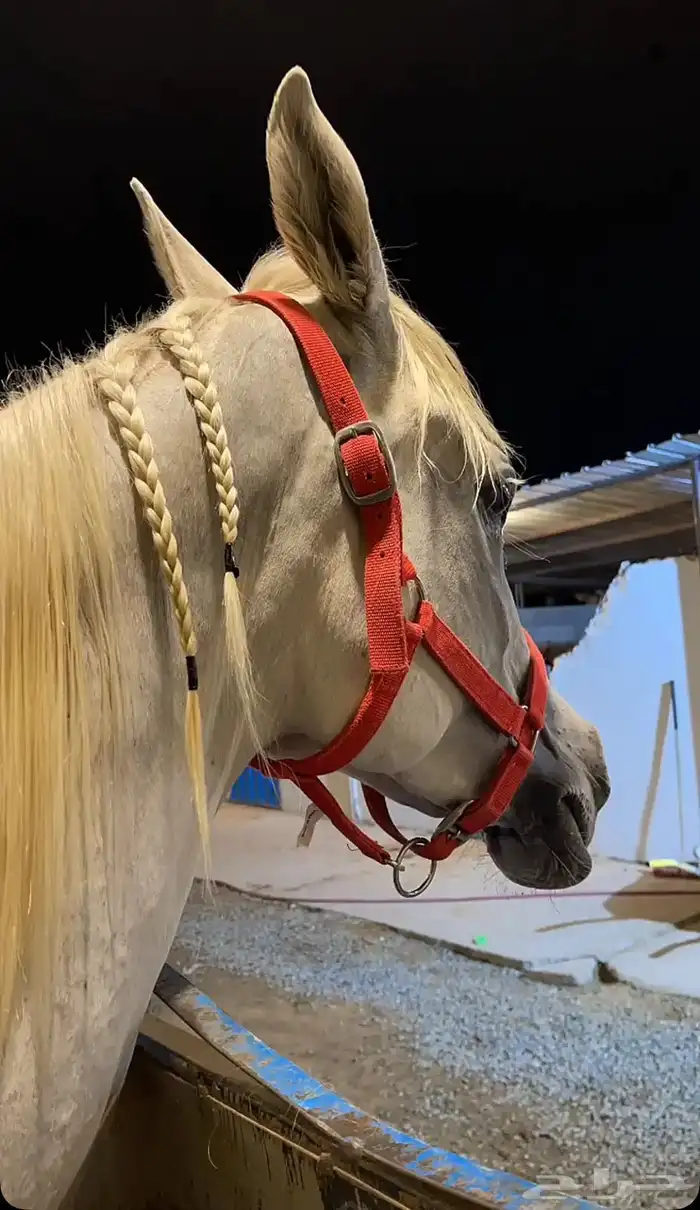 فرس واهو لقاح 7 شهور 1