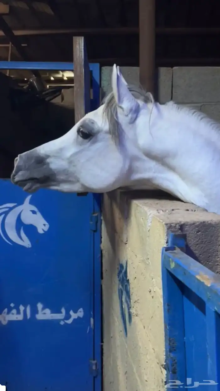 حصان شعبي شيخ 3