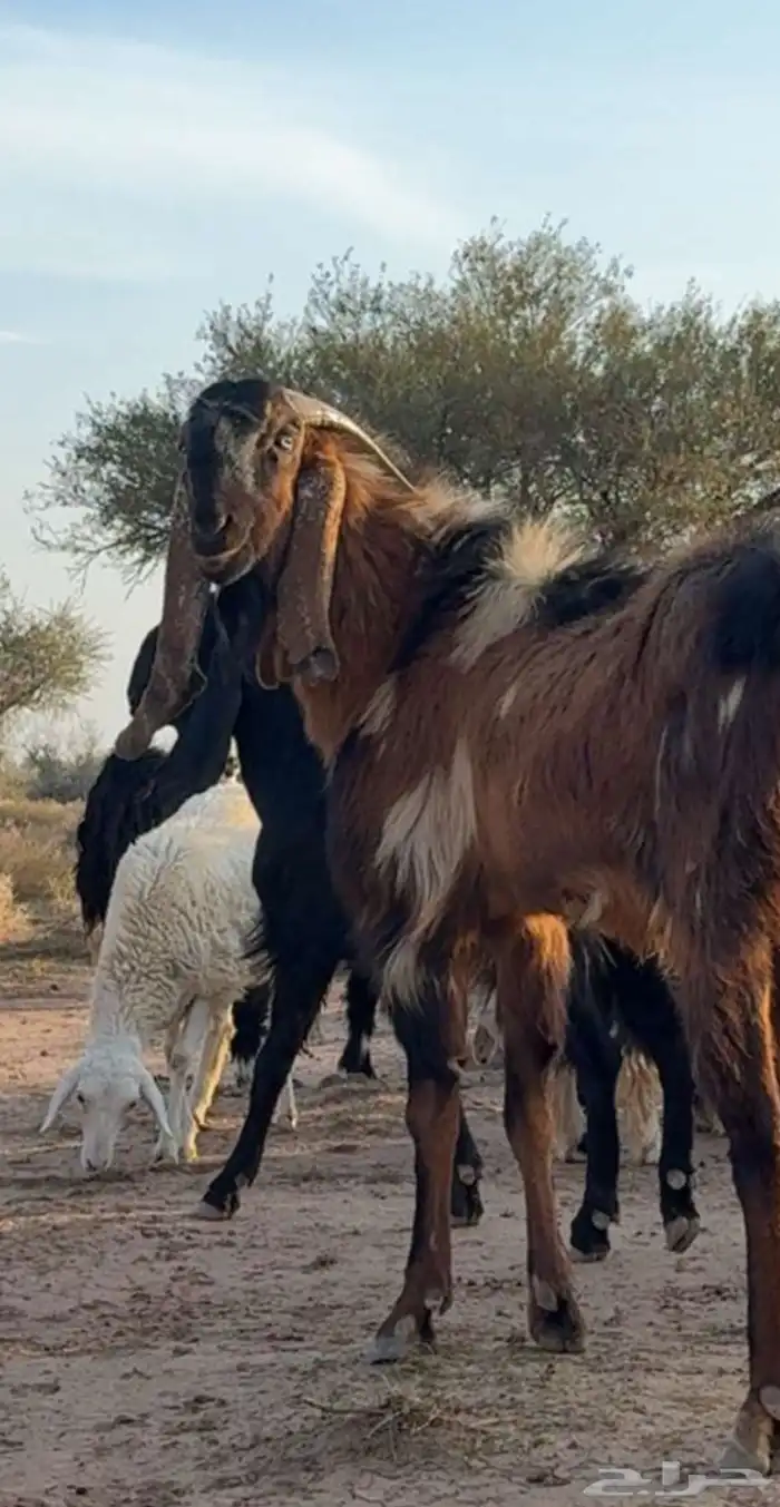 تيس فحل عندي فديو له الي يبيه أرسله خاص او واتس 0