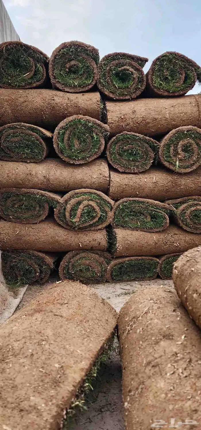 ثيل طبيعي سي ألفين 8