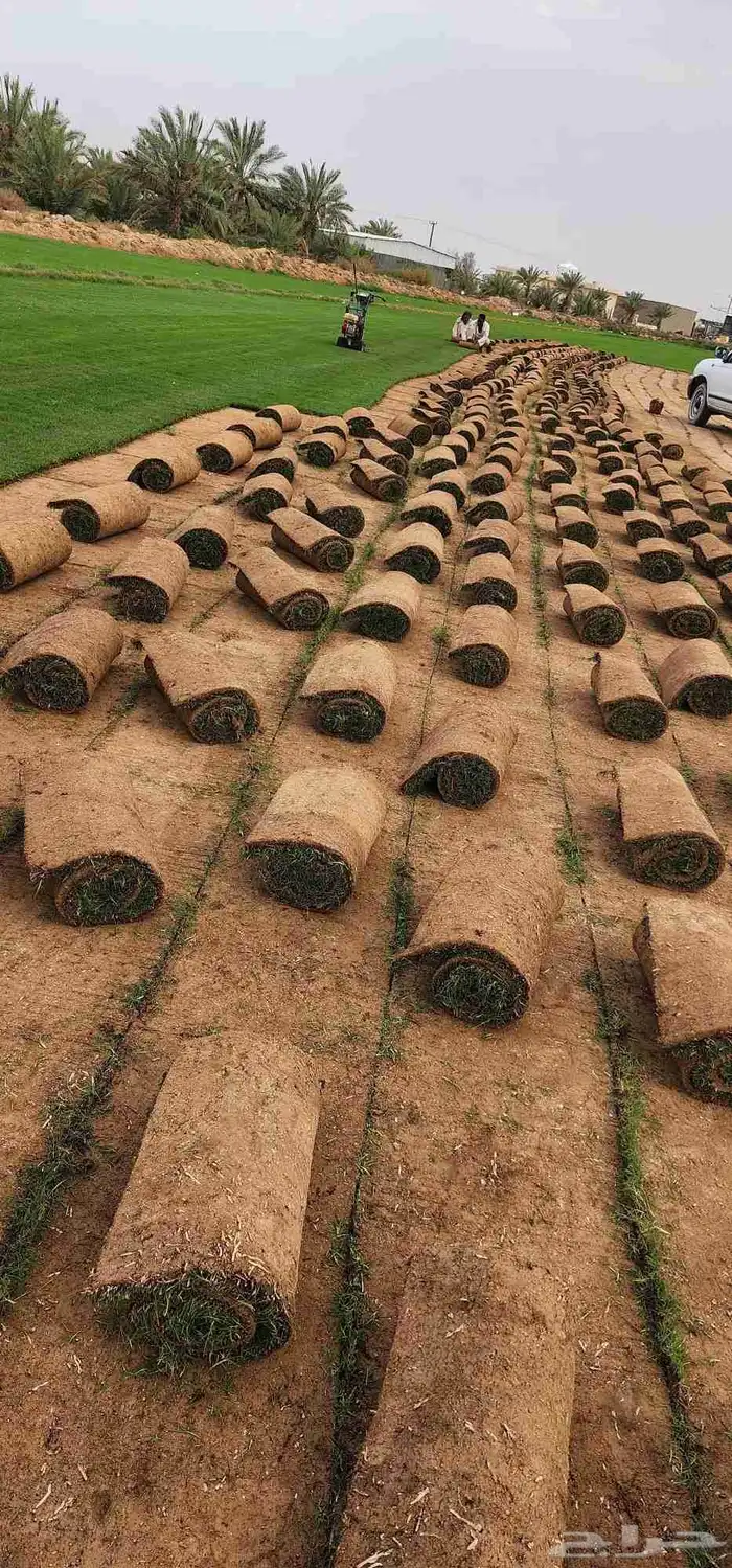 ثيل طبيعي سي ألفين 9