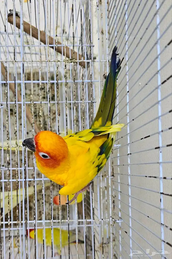 ذكر صن كنيور 5