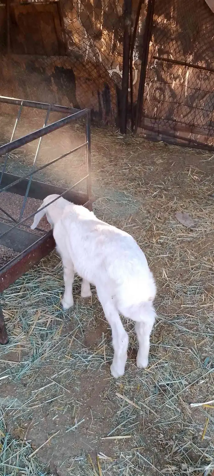 داغور خروف حري 3