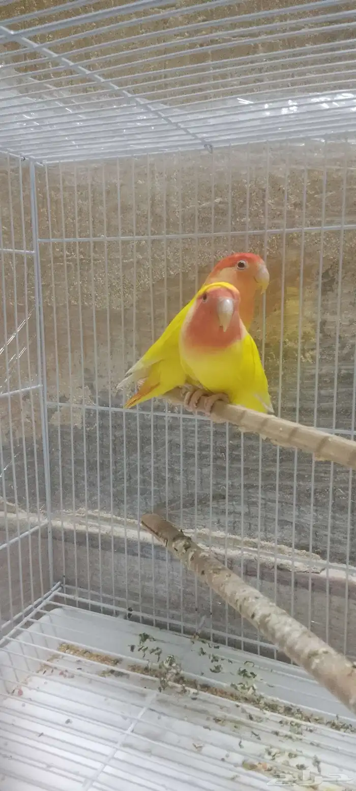 جوز روز شرط نظافه وصحه 100  ما شاء الله تبارك الله 1