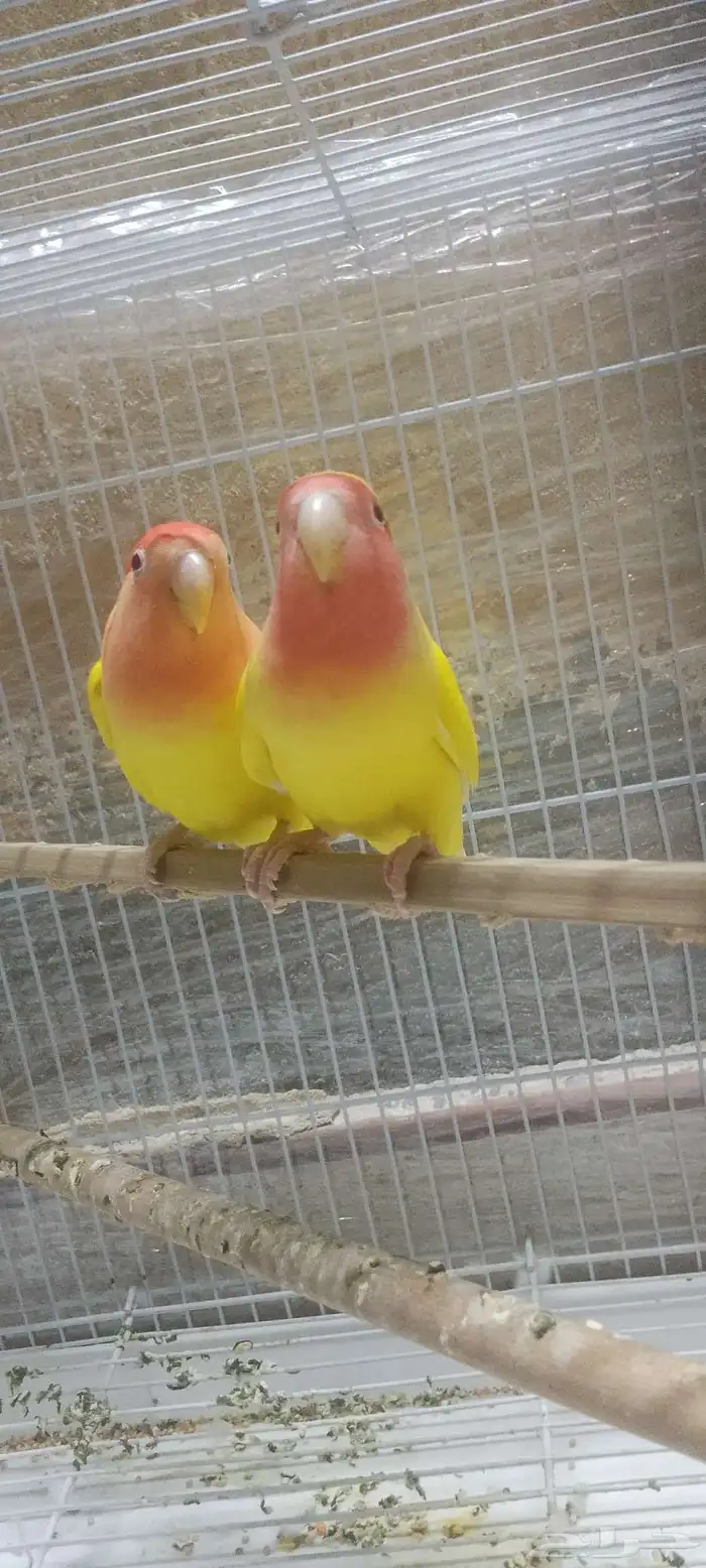 جوز روز شرط نظافه وصحه 100  ما شاء الله تبارك الله 2