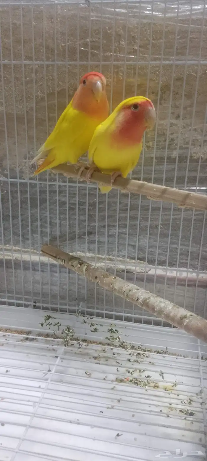 جوز روز شرط نظافه وصحه 100  ما شاء الله تبارك الله 0