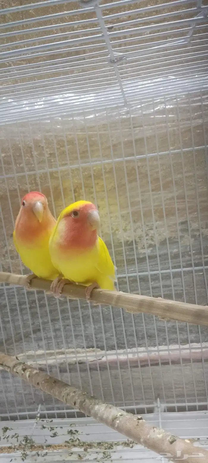 جوز روز شرط نظافه وصحه 100  ما شاء الله تبارك الله 3