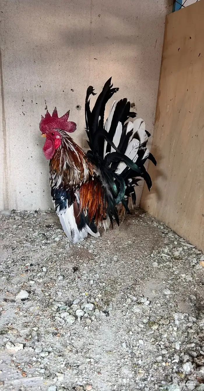 دجاج جبانيز مع فروخه 0