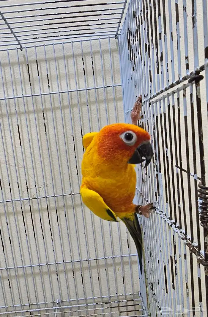 ذكر صن كنيور 8