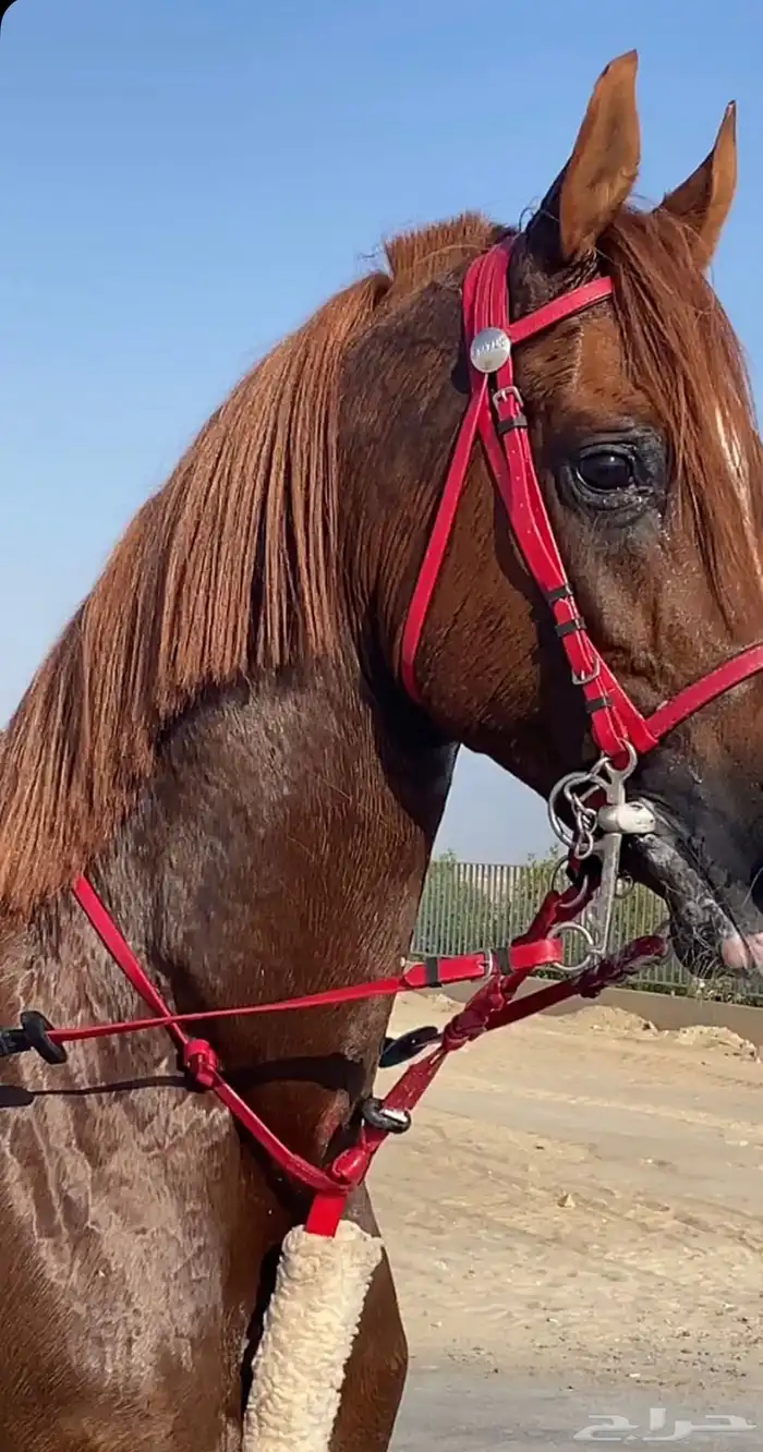 تم البيع الحصان الشعبي 4