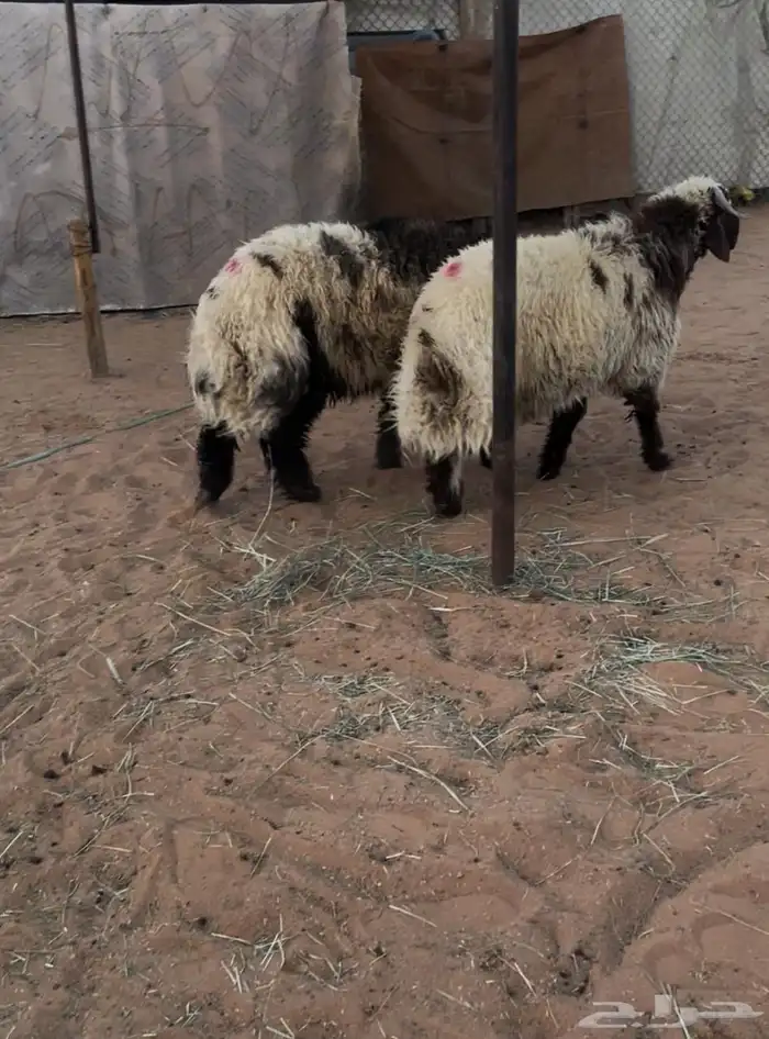 ذبايح ( رماح) (المزاين) 0