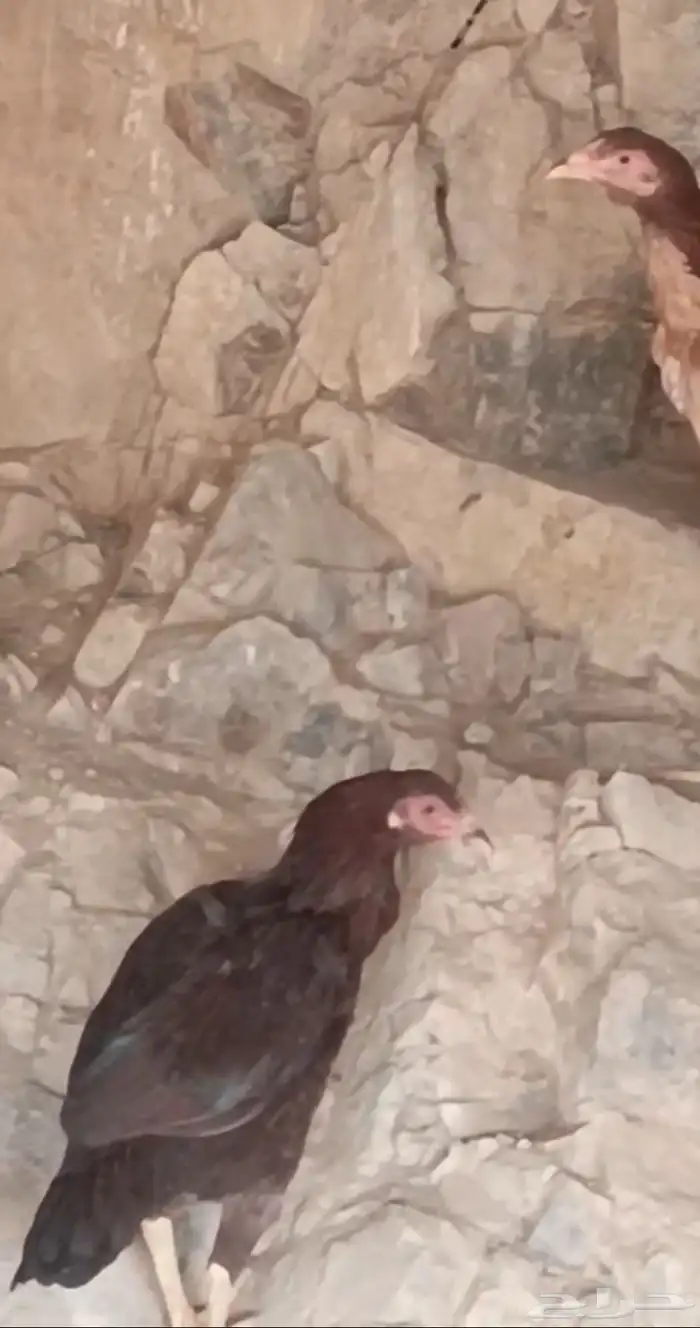 دجاج باكستاني   أصيل 4