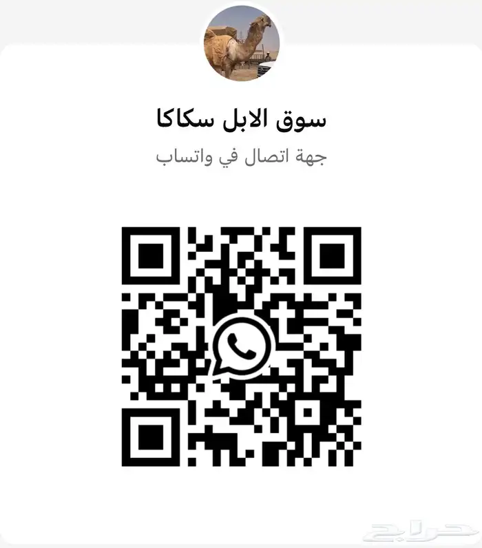 واتساب وسناب لبيع الابل في الجوف 0