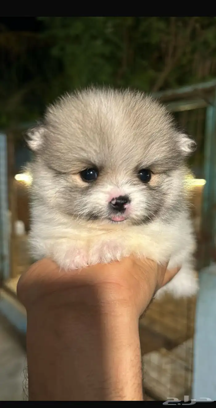 كلاب بومرينيان للبيع 4