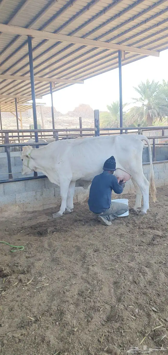 بقره المانيه منيحت بيت 6