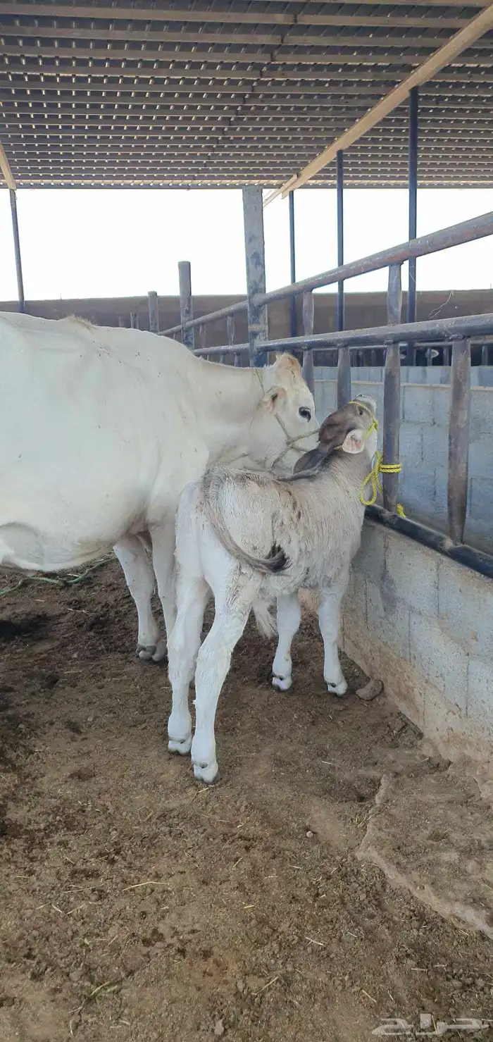 بقره المانيه منيحت بيت 0