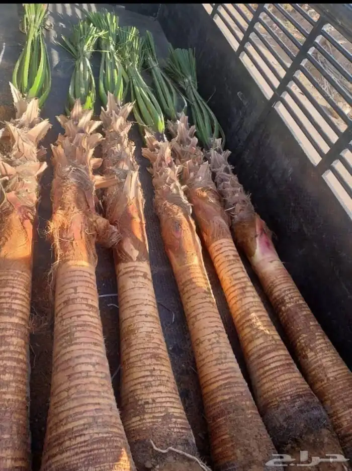 نخل زينه امريكي 0