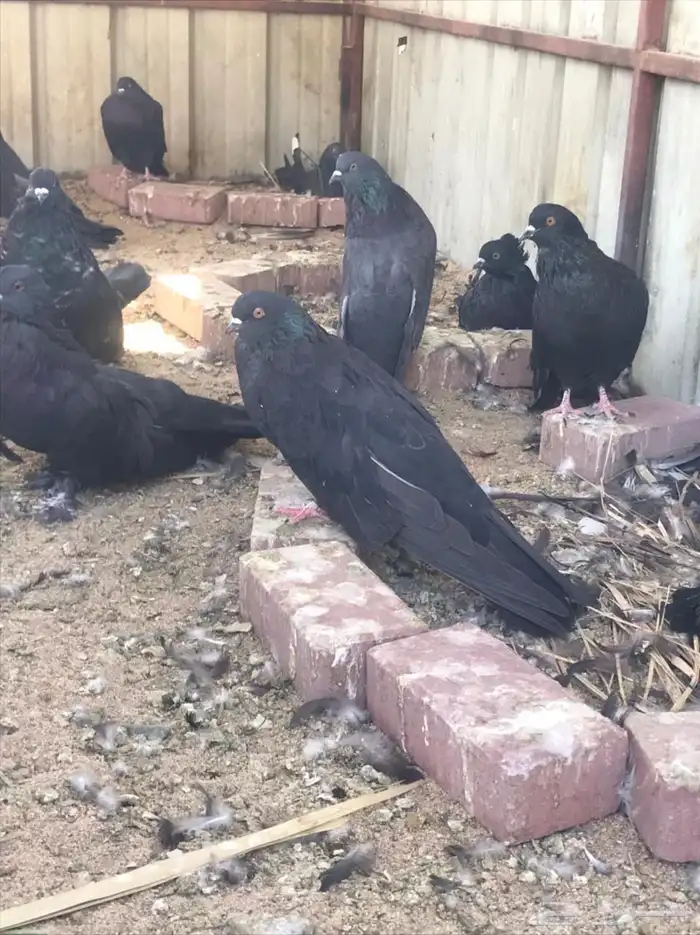 حمام نفاخ قروبر 0