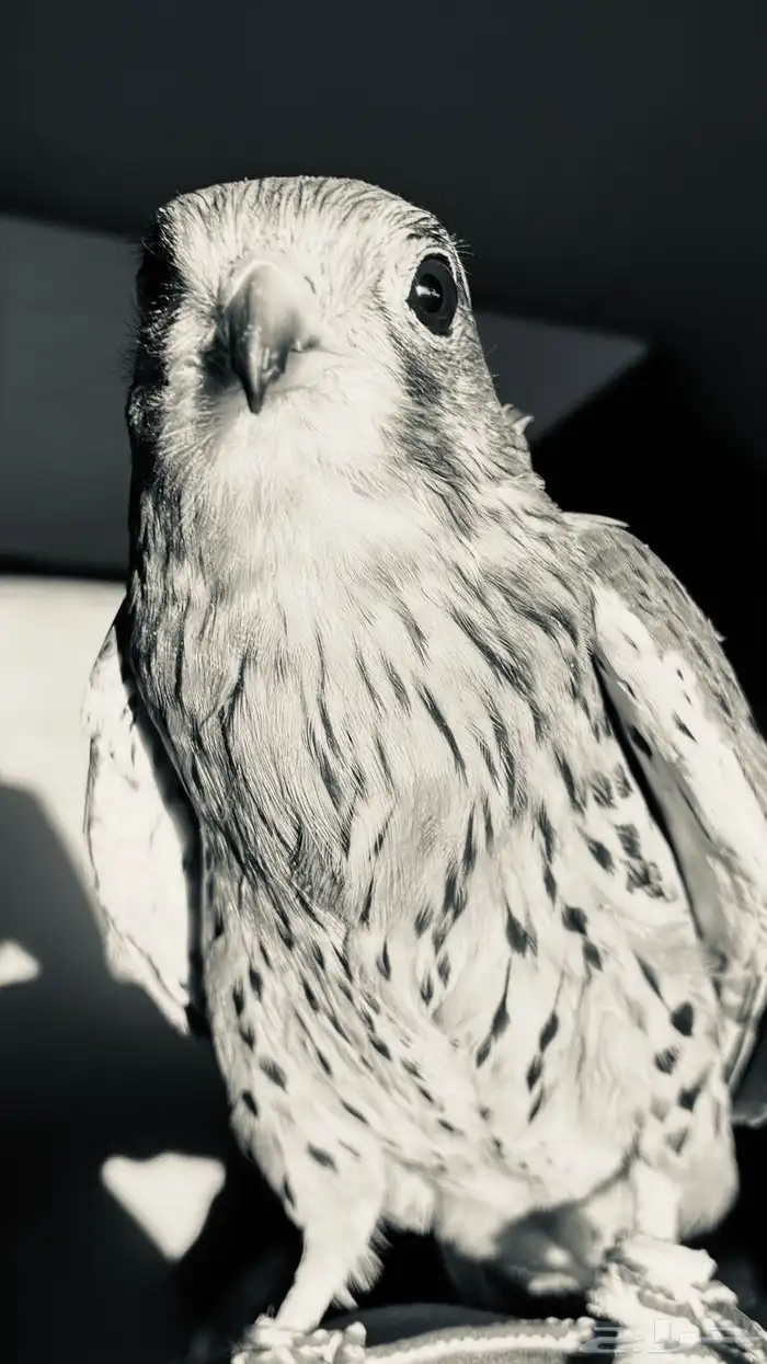 باشق او شبوط 0