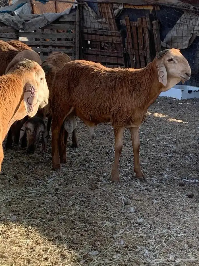 طليان جدعان سواكني حمريات مرابي العدد 5 من 1000 4